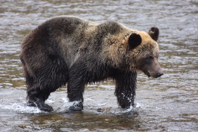 ヒグマによる被害を防ぐには　「ヒグマの会」会長に聞く